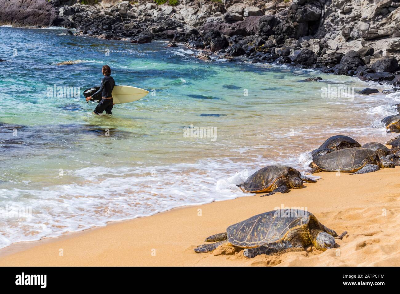 Ein männlicher Surfer geht von der Küste weg in Richtung der pazifischen Ozeanbrandung. Grüne Meeresschildkröten (Chelonia mydas) schlafen auf dem Sand am Rande des ... Stockfoto