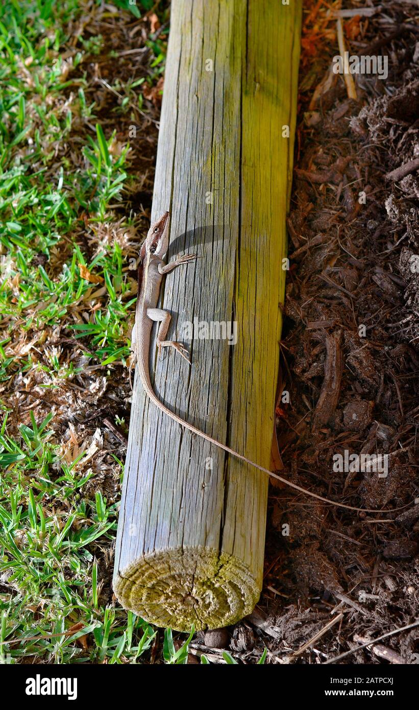 Australien, Langschnörriger Lashtail alias Long-nased Water Dragon Stockfoto