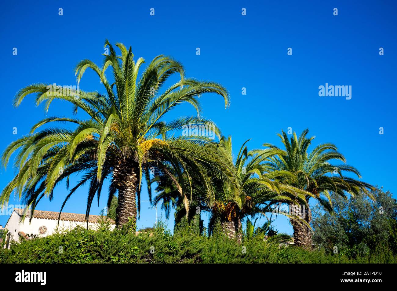 Palmen in der Kleinstadt an der französischen Riviera an einem sonnigen Wintertag Stockfoto
