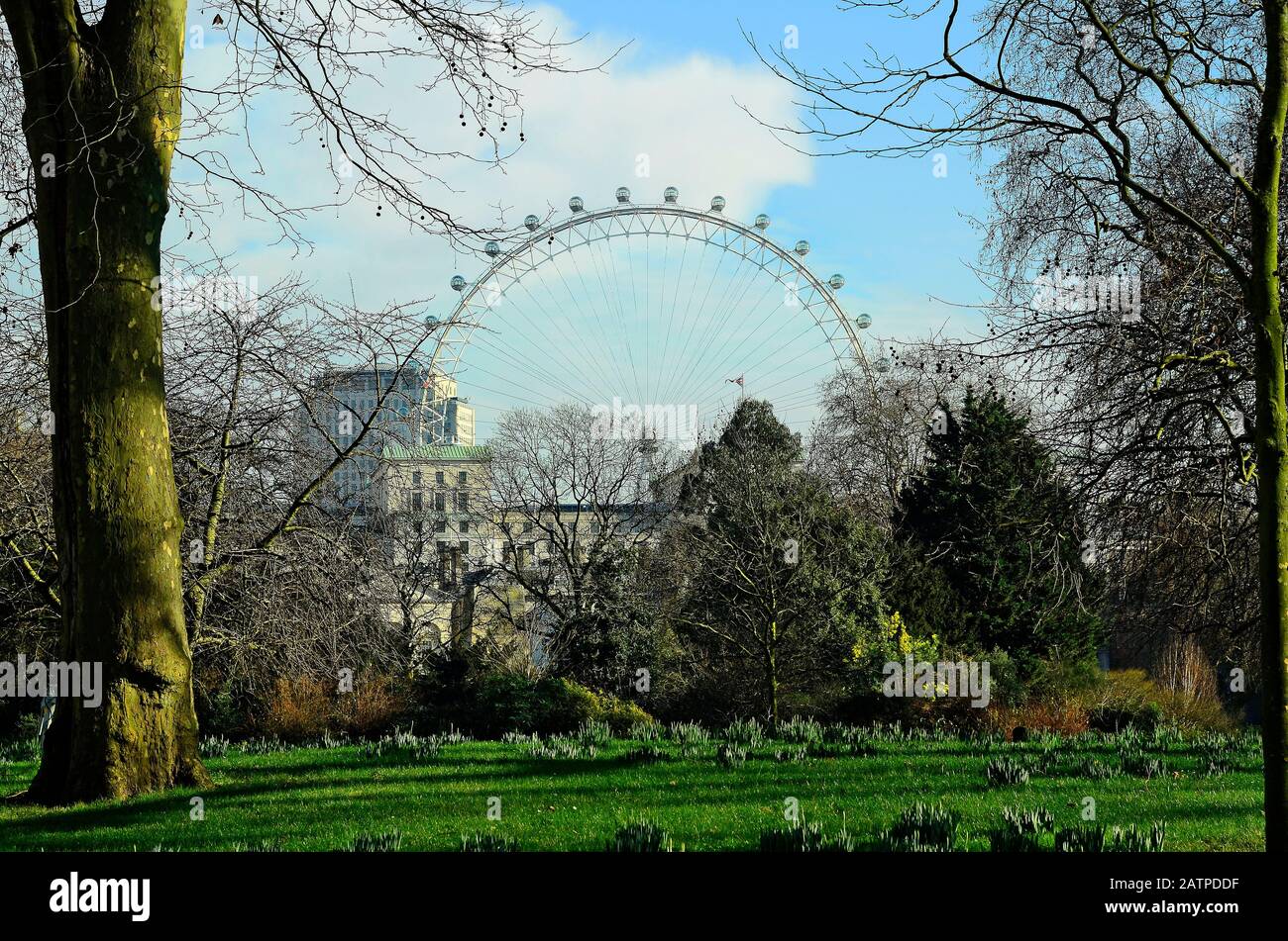 London, Großbritannien - 19. Januar 2016: Riesenrad und Wahrzeichen London Eye aus Sicht vom Green Park Stockfoto