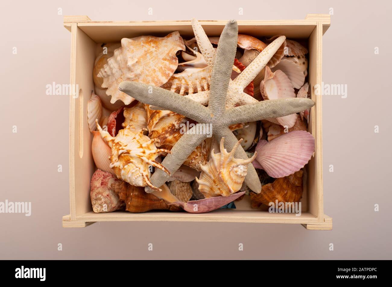 Holzkiste mit Schalen auf weißem Grund. Meeresschätze in einer Schachtel. Seesterne mit Muscheln. Stockfoto