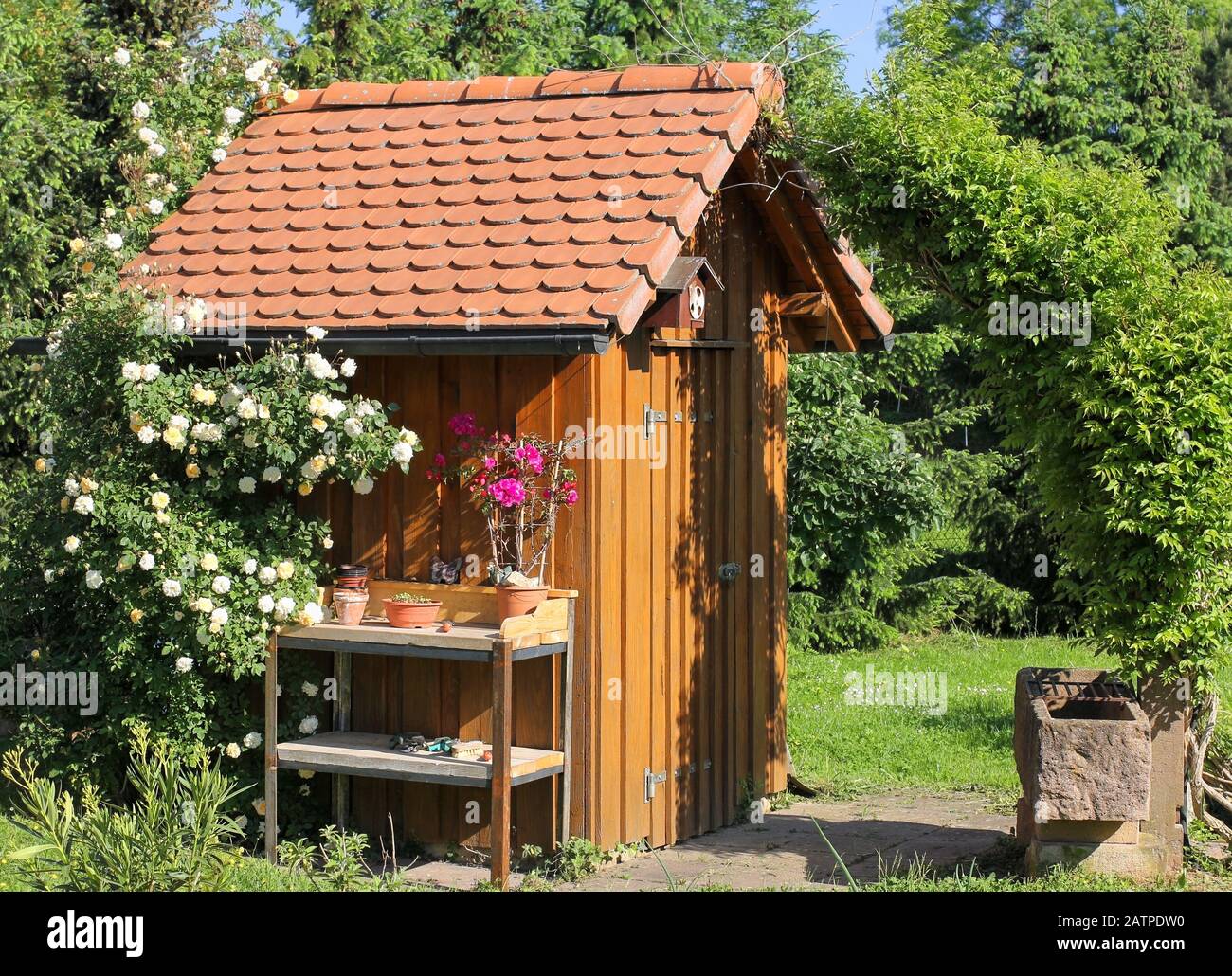 Werkzeugschuppen mit Standrohr und Ramblerrose Stockfoto