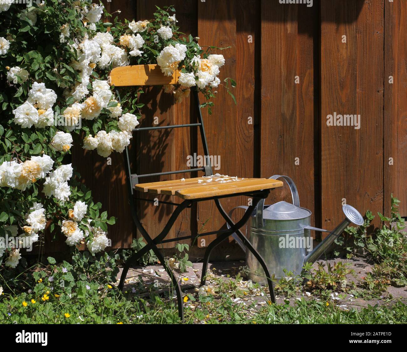 Werkzeugschuppen mit Rosen und Stuhl Stockfoto