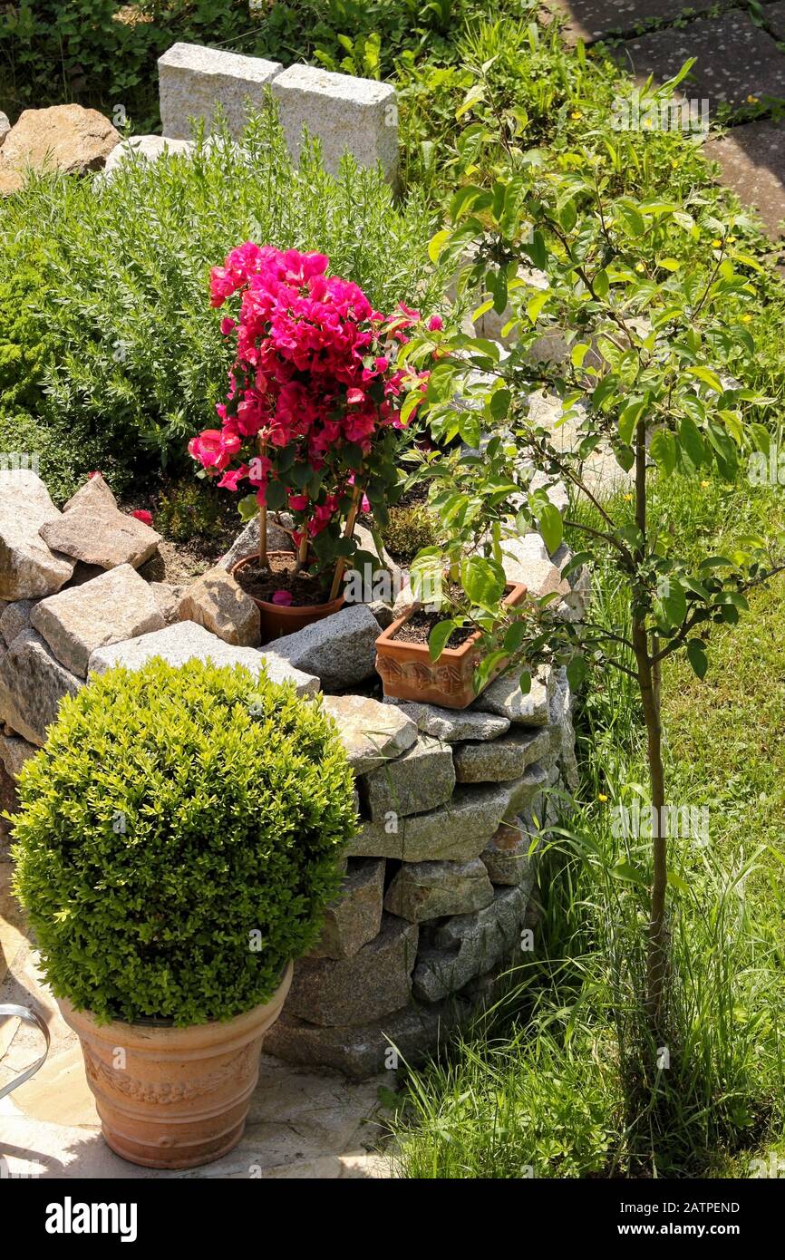 Kräutergarten im Hochbett Stockfoto