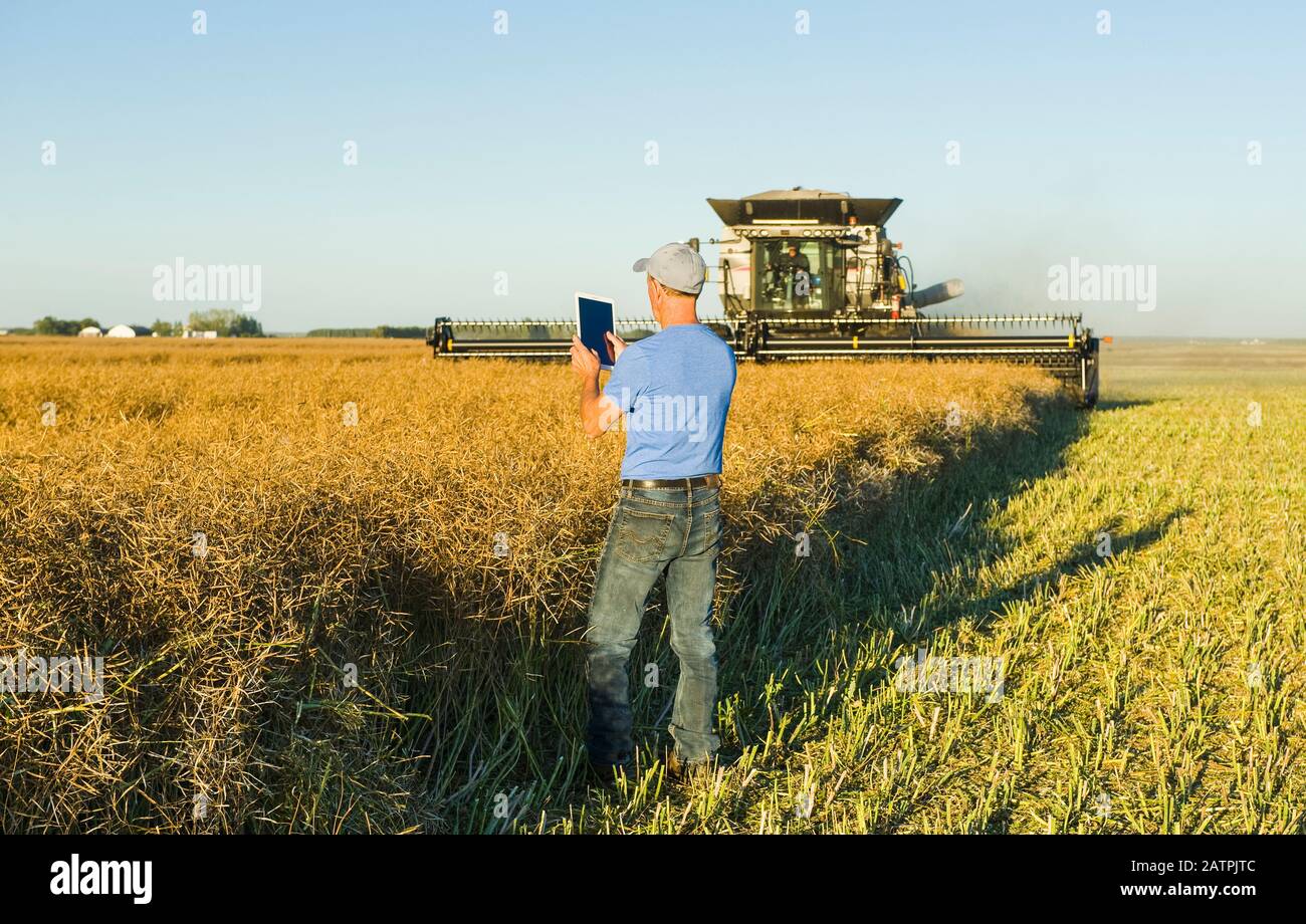 Ein Mann verwendet eine Tablette, während ein Mähdrescher gerade schneidet in einem reifen Stehfeld Raps während der Ernte, in der Nähe Lorette; Manitoba, Kanada Stockfoto