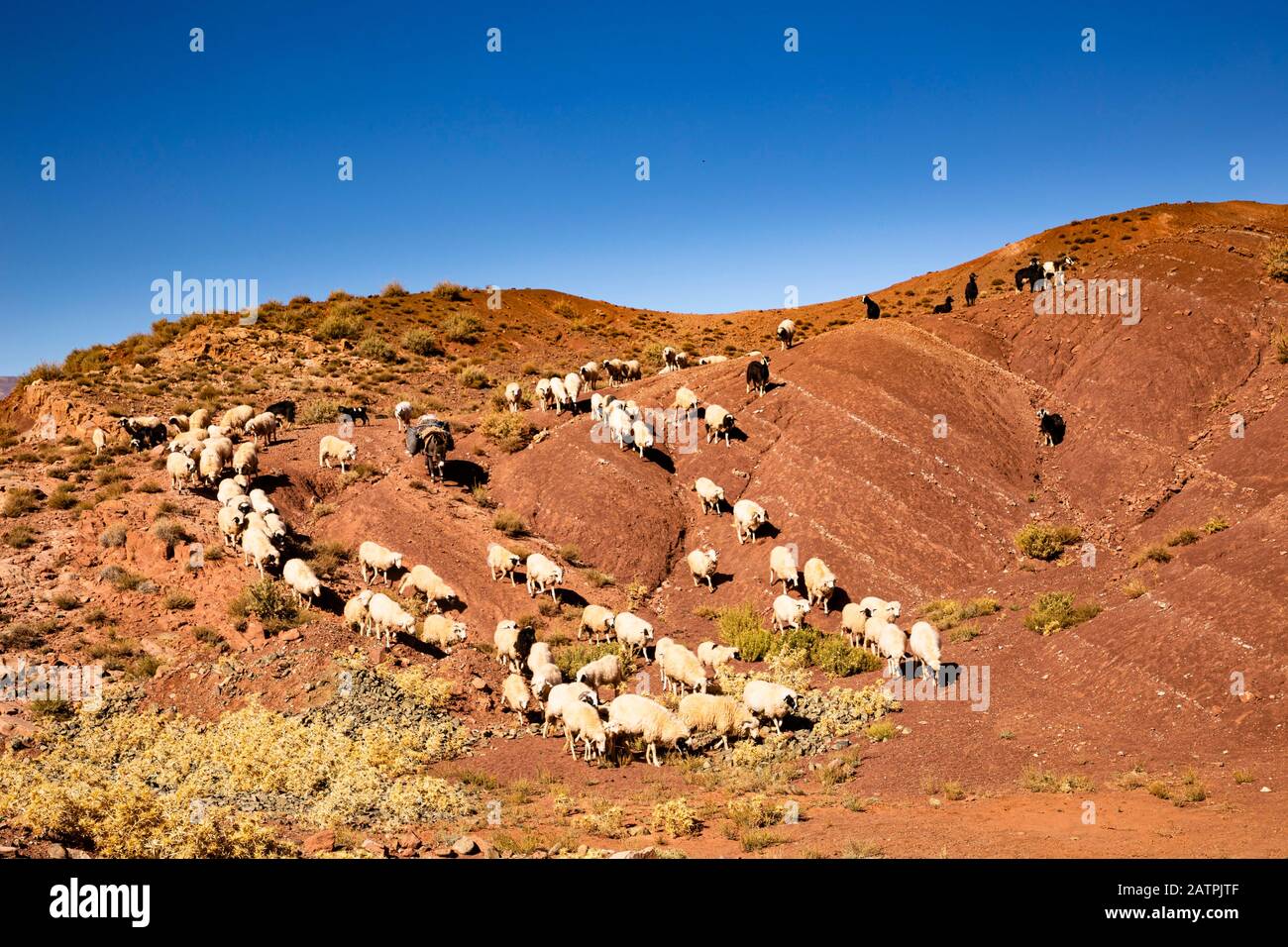 Schafe und Ziegen, die auf der Straße von Ait Ben Haddou nach Telouet, Marokko, die farbigen Berge hinuntergehen Stockfoto