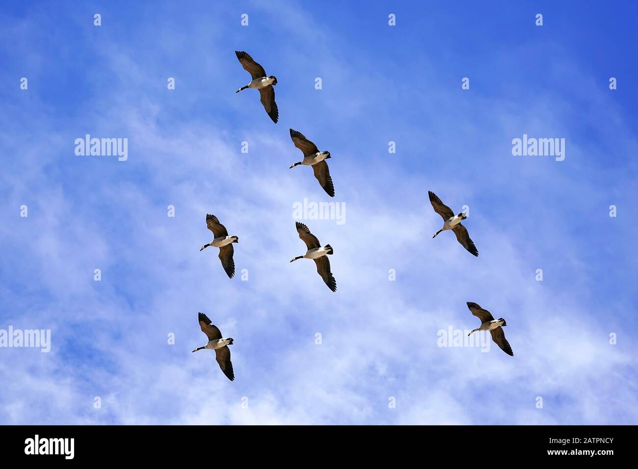 Eine Schar von 7 kanadischen Gänsen, die mit blauem Himmel und Wolken fliegen. Scottsdale, Arizona. Stockfoto