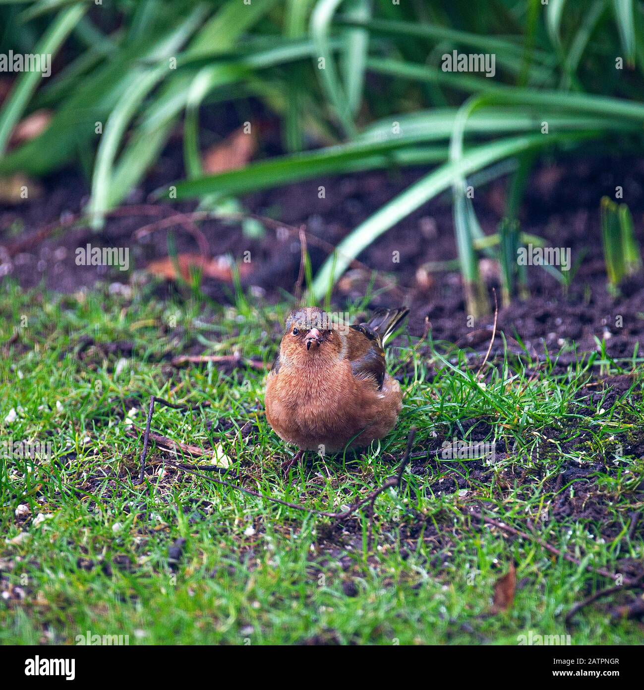 Ein Wunderbarer männlicher Chaffinch, Der Während Des Frühen Frühlings in Alsager Cheshire England Großbritannien nach Essen in einem Garten Sucht Stockfoto