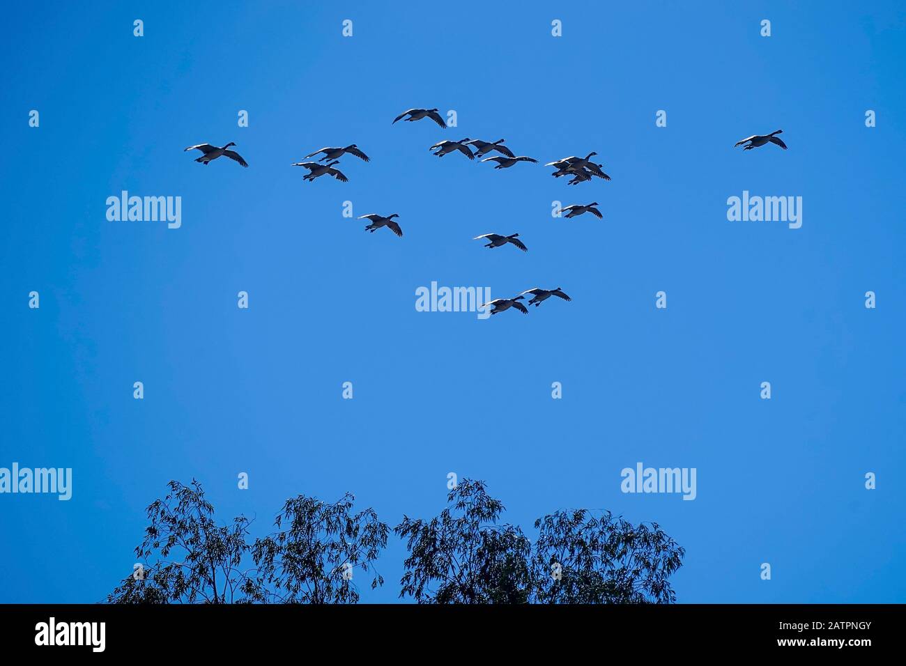 Kanadische Gänse, die mit blauem Himmel und Bäumen in Formation fliegen. Stockfoto