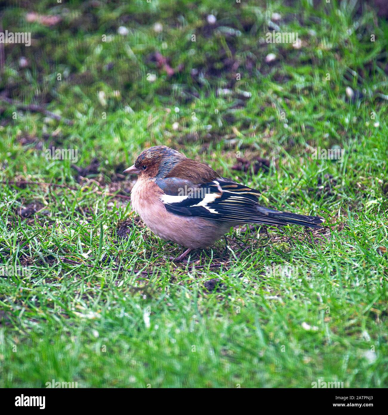 Ein Wunderbarer männlicher Chaffinch, Der Während Des Frühen Frühlings in Alsager Cheshire England Großbritannien nach Essen in einem Garten Sucht Stockfoto