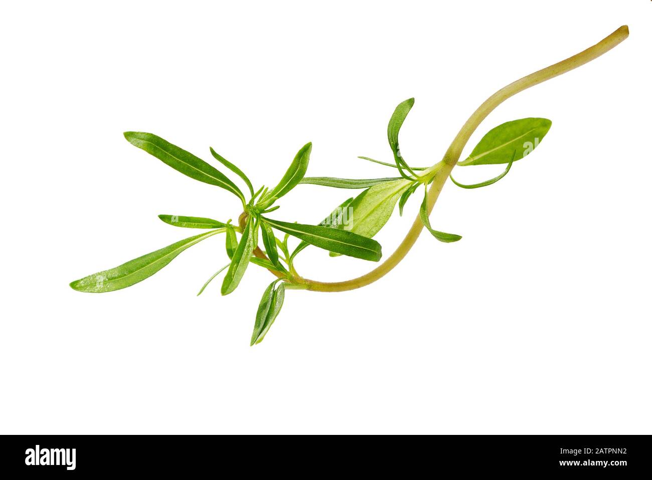 Herzhafte Bündchen isoliert auf weißem Hintergrund. Herzhafte Kräuterblätter. Frische grüne herzhafte Pflanze. Stockfoto