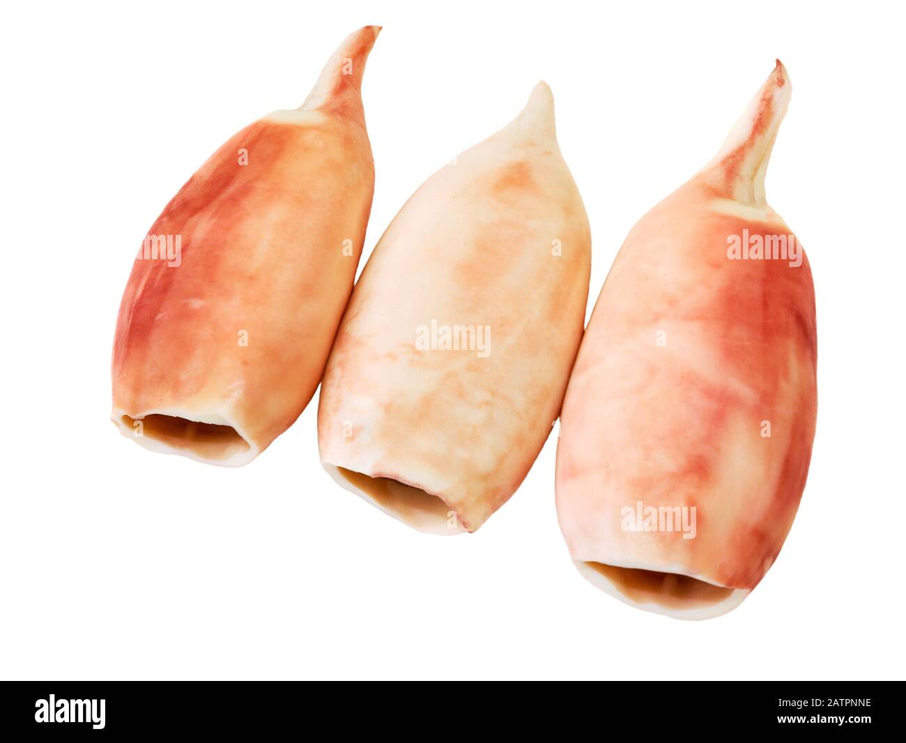 Tintenschlauch gekocht. Gekochtes, auf weißem Hintergrund isoliertes Squid-Filet. Meeresfrüchte. Stockfoto
