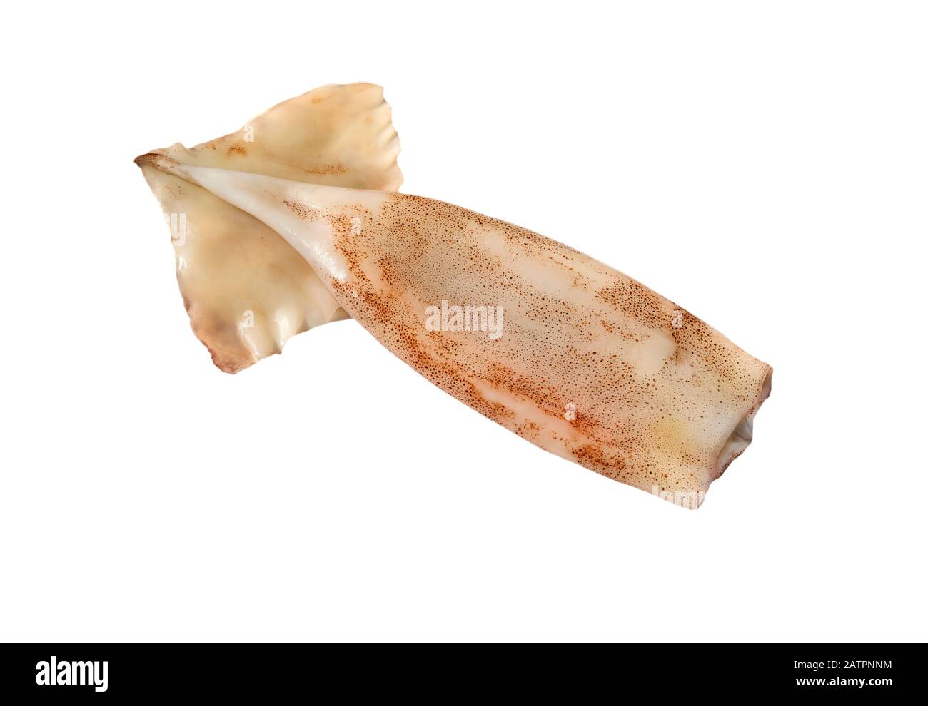 Quietschröhrchen. Frische Calamari-Steaks. Pacific Squid Filet. Auf weißem Hintergrund isoliertes Quidfilet. Meeresfrüchte. Stockfoto