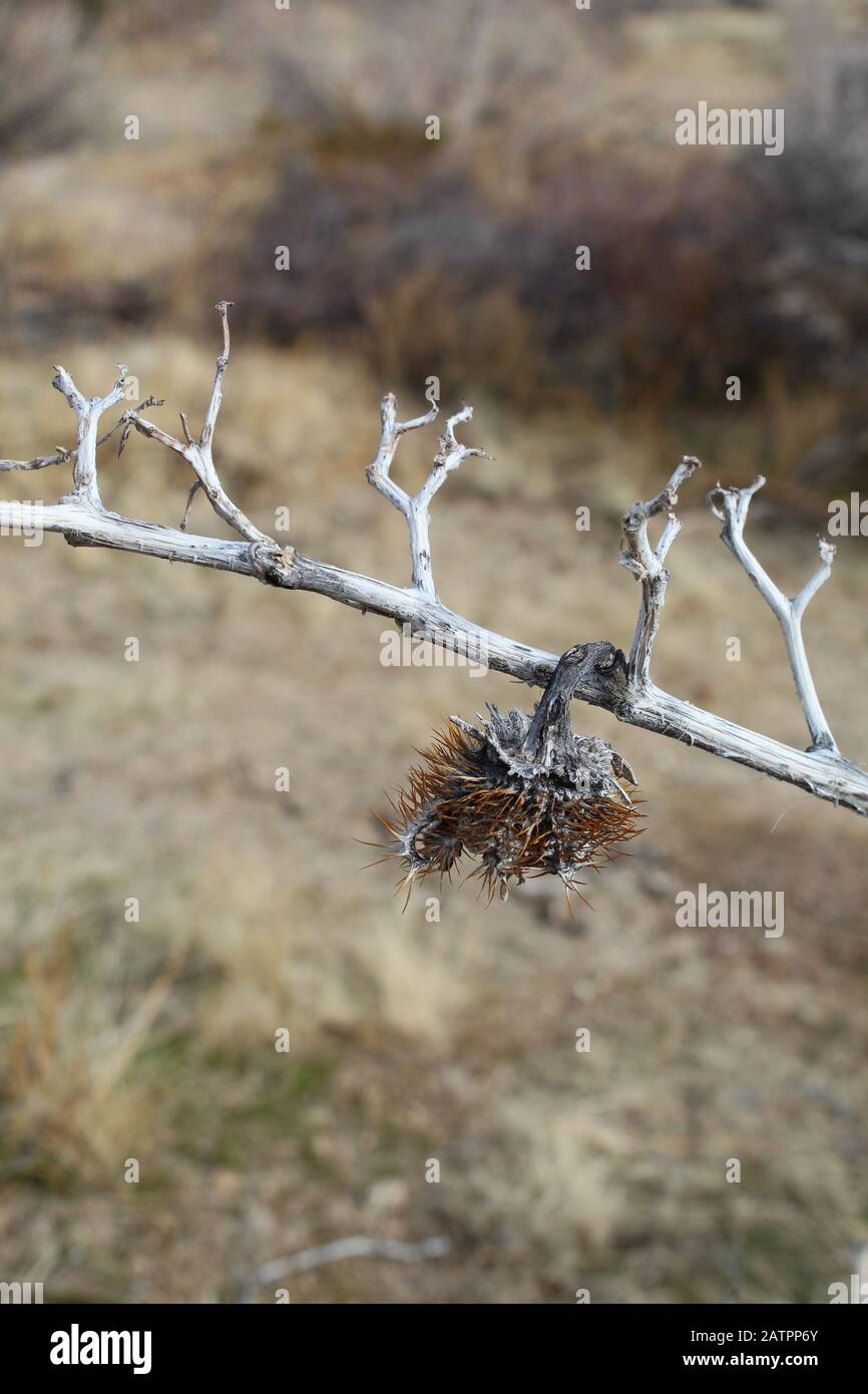 Dieser gebürtige Datura, Datura Wrightii, erscheint tot im Winter der südlichen Mojave-Wüste und wird sich im Frühling wieder beleben. Stockfoto