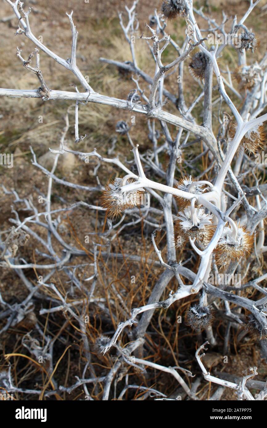 Dieser gebürtige Datura, Datura Wrightii, erscheint tot im Winter der südlichen Mojave-Wüste und wird sich im Frühling wieder beleben. Stockfoto
