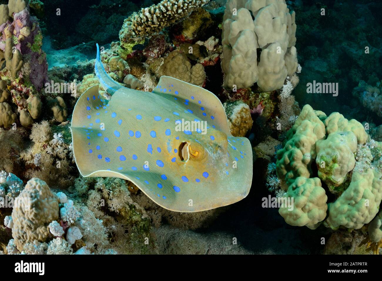 Bluespotted Ribbontail Stingray, Taeniura lymma, Ägypten, Rotes Meer, Indischer Ozean Stockfoto