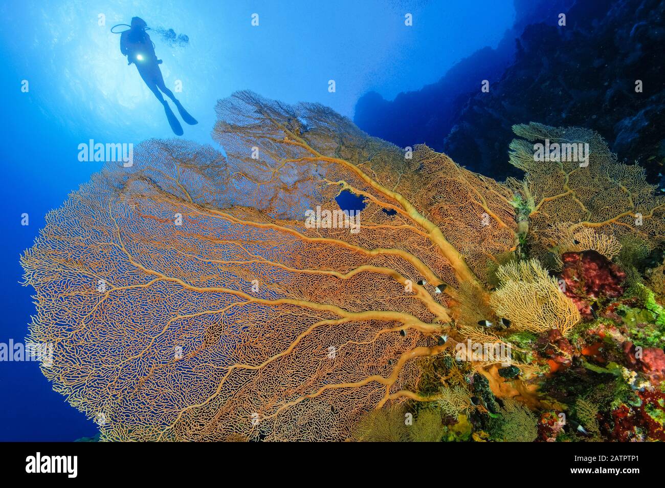 Giant Sea Fan, Annella mollis, und Sporttaucher, Little Brother, Brother Islands, Egypt, Red Sea, Indian Ocean, MR Stockfoto