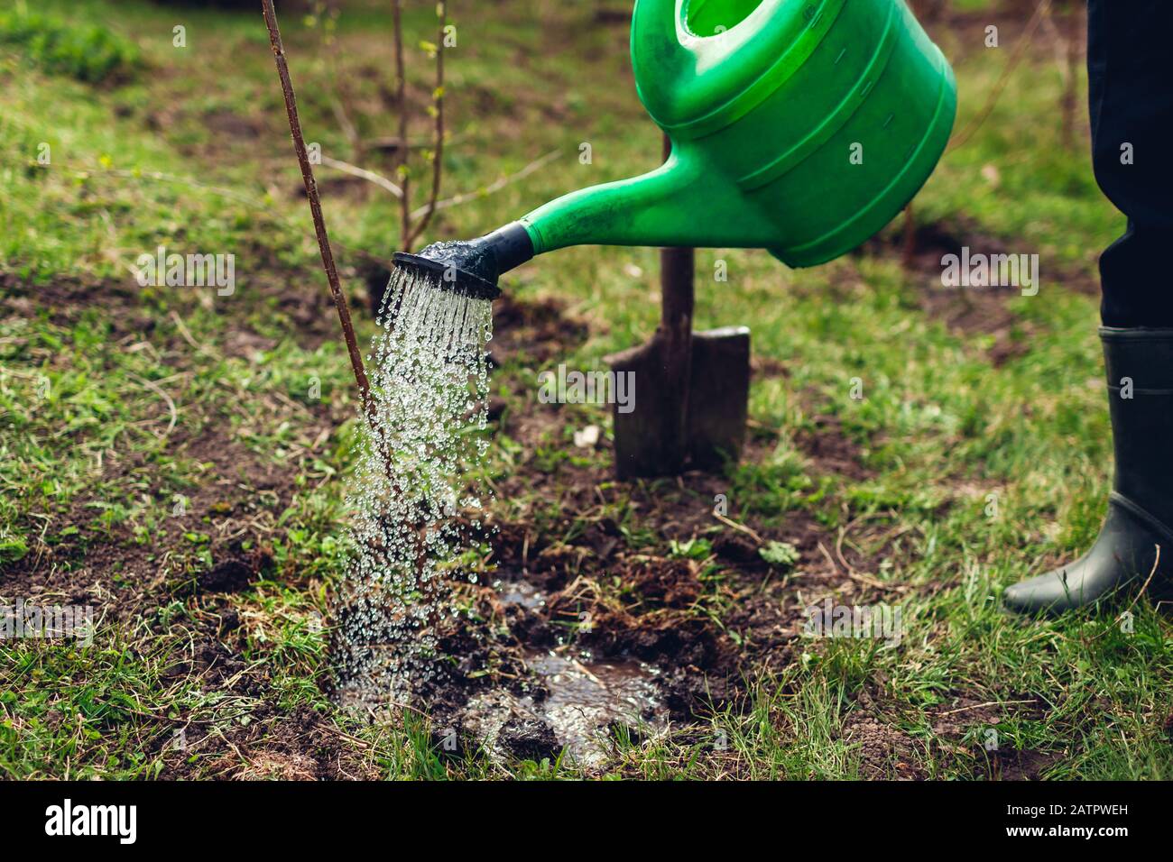 Bauer wässert Baum mit einer Dose. Gärtner Pflanzen Baum im Frühlinggarten Stockfoto