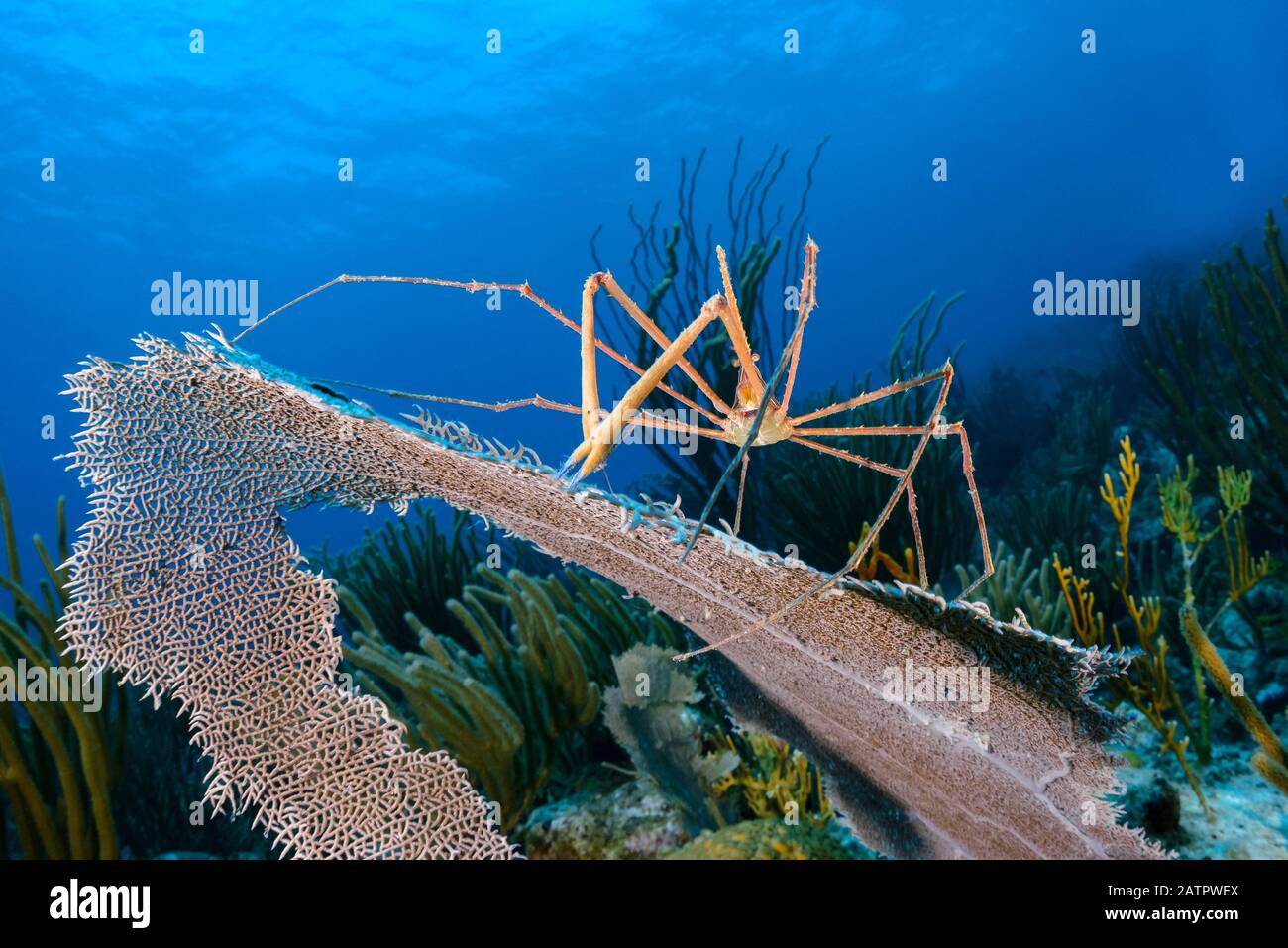 Gelbschnabel-Pfeilkrabben, Stenorhynchus seticornis, auf Seefanor, britische Jungferninseln, karibisches Meer, Atlantik Stockfoto