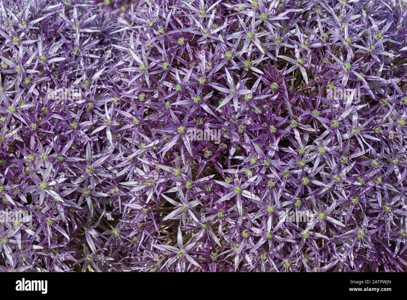 Nahaufnahme eines Allium Globemaster Stockfoto