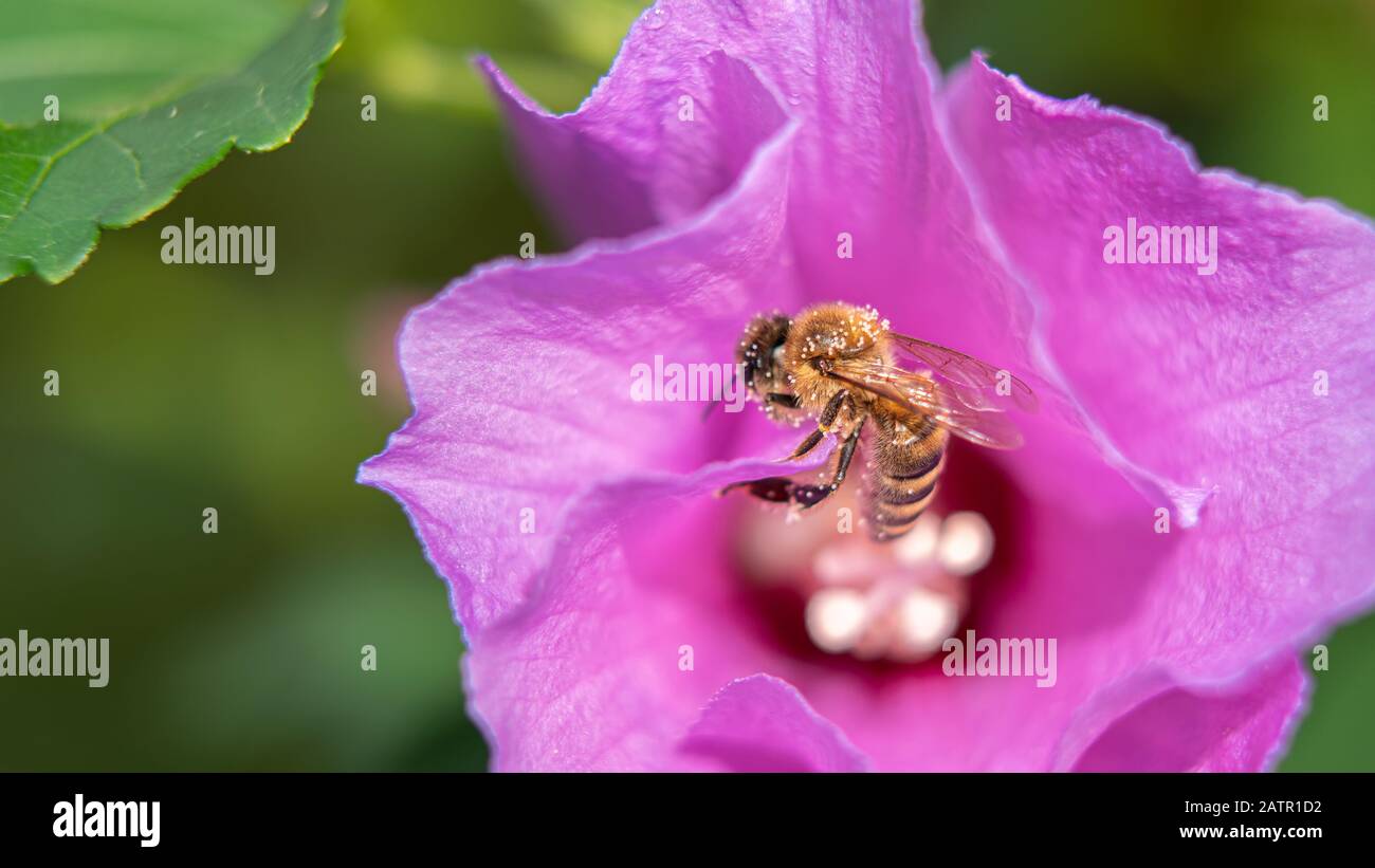 Honigbiene apis sammeln Pollen Nektar auf lila Hibiskusblüten im Garten, grün verschwommener Hintergrund Stockfoto