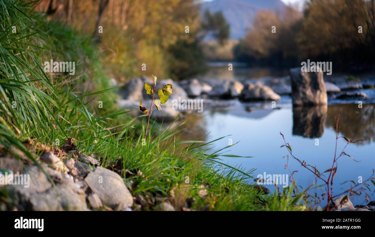 Blick auf die Küstenlinie des Flusses, Baumholzseedling und Gras vor dem Fluss, verschwommener Flusshintergrund Stockfoto
