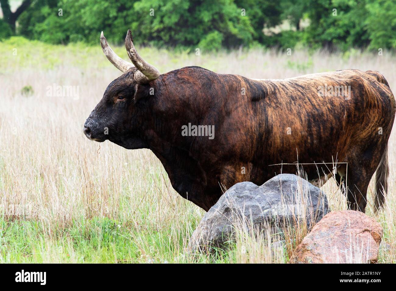 Texas Longhorn Stier an der Wichita Mountains National Wildlife Refuge in der Nähe von Lawton, Oklahoma Stockfoto