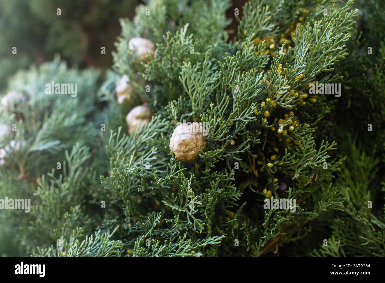 Italienischer Cypress (Cupressus sempervirens), Textur Close-Up-Hintergrund. Stockfoto