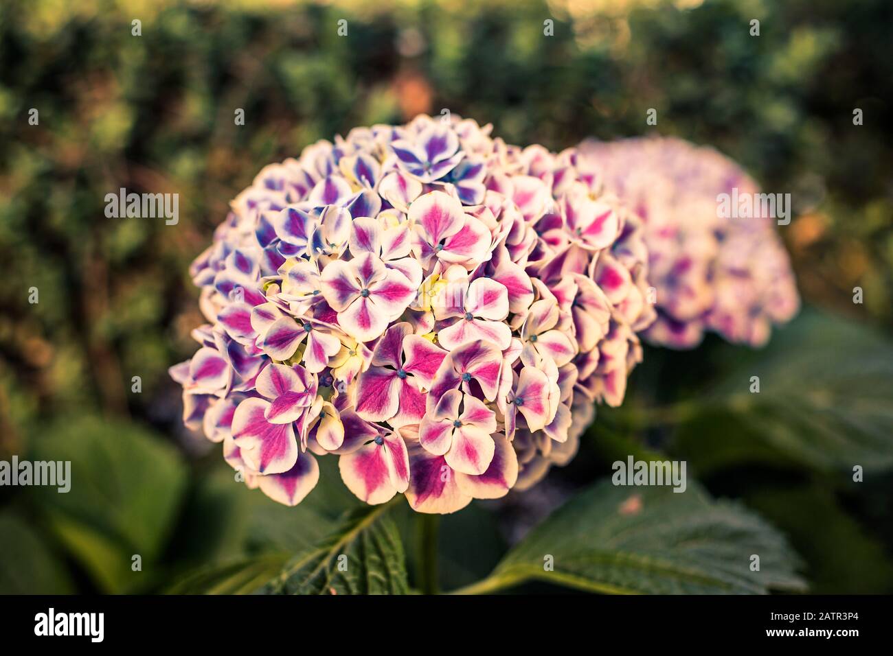 Detail der Hortensien Blume auf grünem Hintergrund in einem Garten Stockfoto