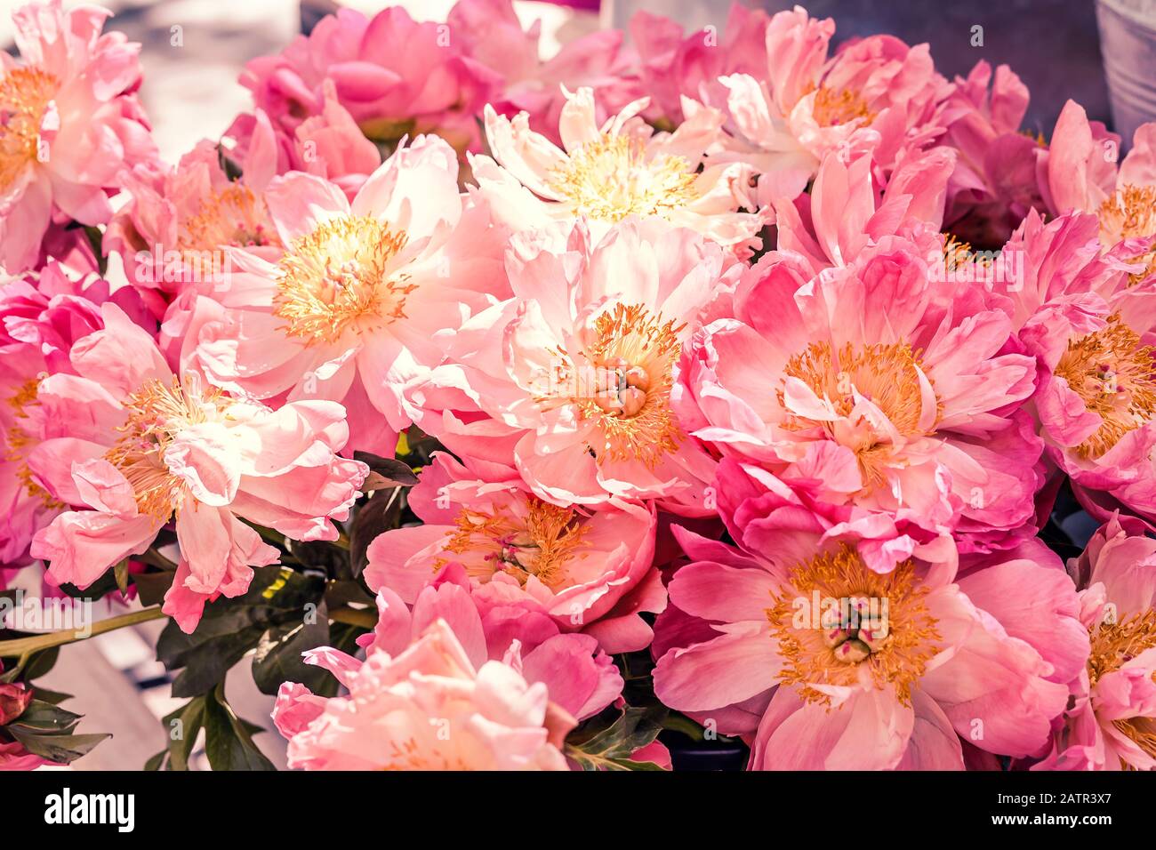 Blumen in verschiedenen Farben mit rosa und gelben Staubblättern in einem Garten Stockfoto