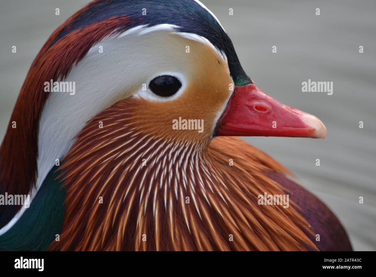 Mandarinente - Aix Galericulata - wunderschöne Farben - Eingeborener Ostasien - Wasservögel auf Einem See in North Yorkshire - Großbritannien Stockfoto