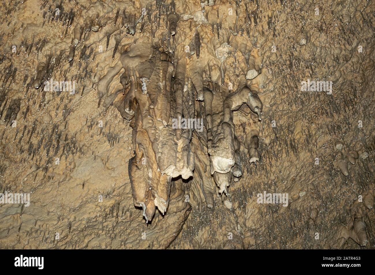 Stalaktiten und Stalagmilben in der Höhle von Valea Cetatii, Rasnov, Rumänien. Stockfoto