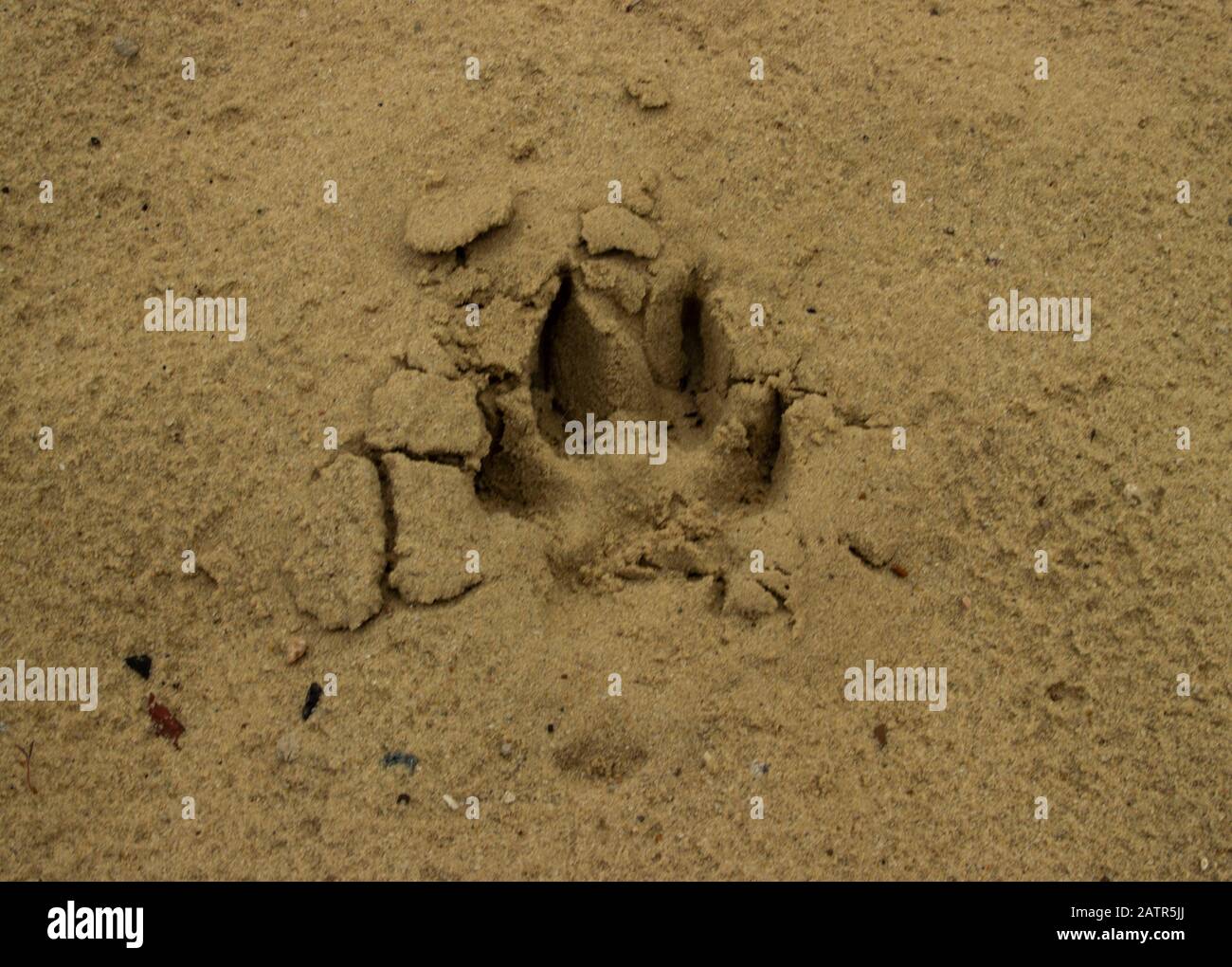 Hund oder Wolfsspur oder Fußabdruck auf dem nassen Sand. Tierische Spur auf  dem Boden Stockfotografie - Alamy