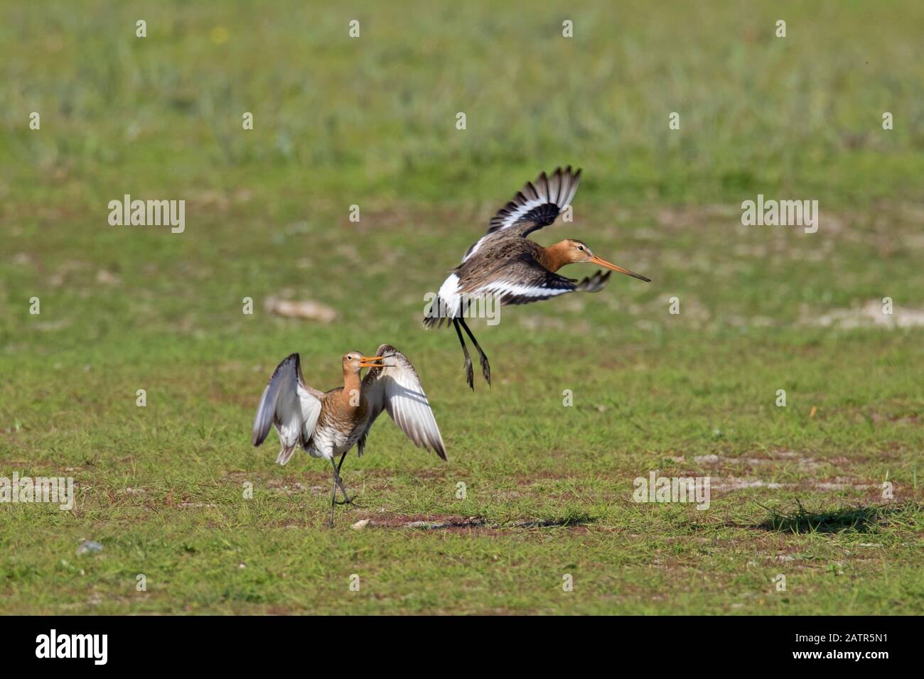 Männliche schwarze Pate (Limosa limosa), die Rivalen im Frühjahr in Grasland wegjagen Stockfoto