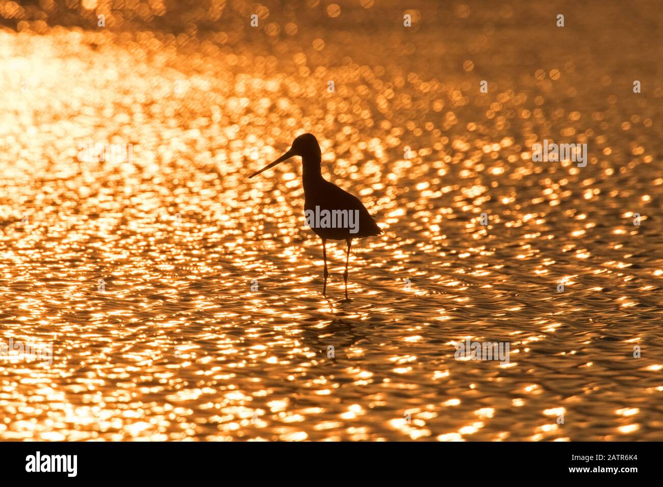 Silhouette des schwarzen Pate (Limosa limosa), der bei Sonnenuntergang im seichten Wasser aufweidet Stockfoto