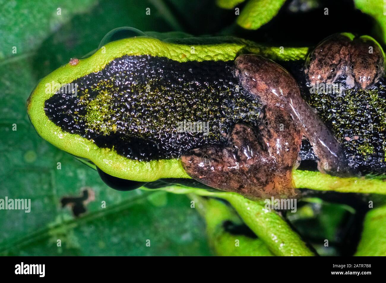 Drei-striped Poison dart Frog, Ameerega trivittata, erwachsenen männlichen, bewacht und die kaulquappen auf dem Rücken, Tambopata National Reserve, Madre de Dios Stockfoto