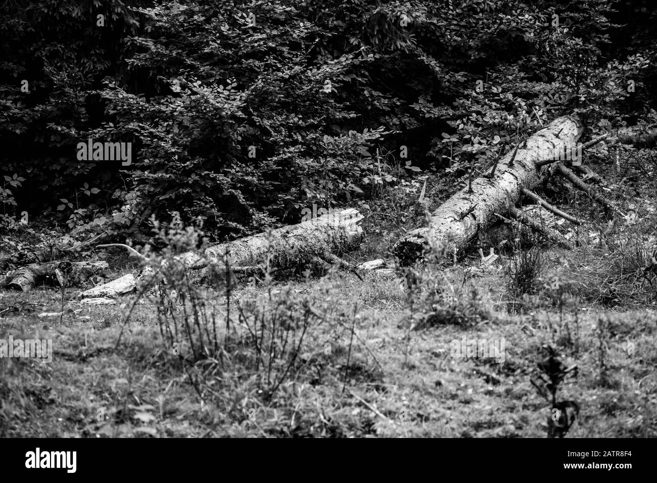 Ein auf dem Boden gestürzter, geschnittener Tannenbaum (Schwarz und Weiß). Stockfoto