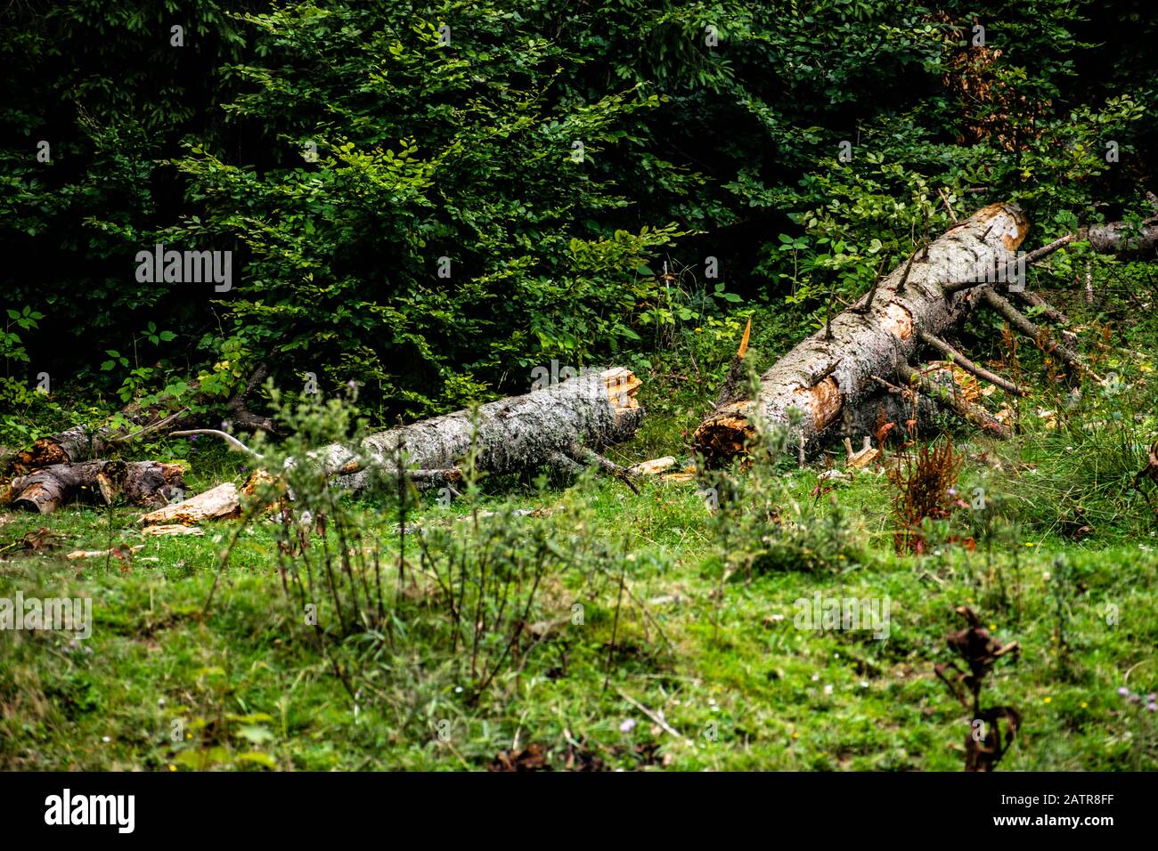Ein auf den Boden gefallener, geschnittener Tannenbaum. Stockfoto