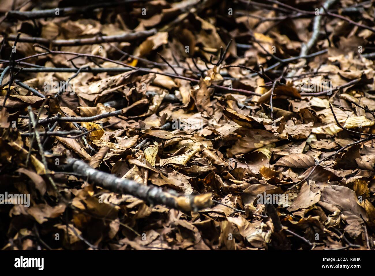 Bunte Herbstblätter fielen in einem Wald auf den Boden. Stockfoto