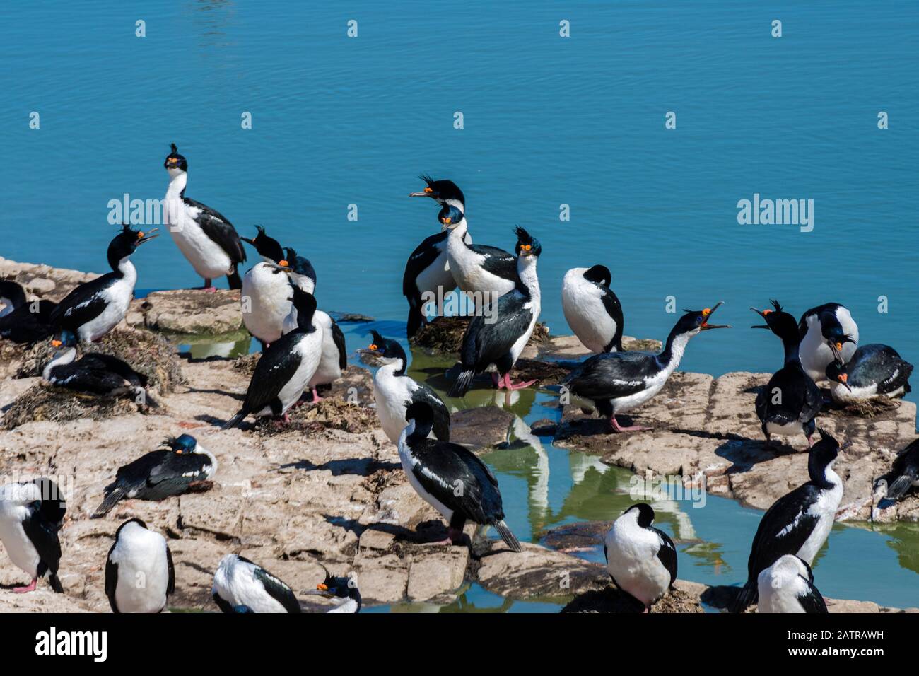Nistkolonie von King Cormorants, Imperial Cormorants oder Shags, Phalacrocorax atriceps, an der Küste von Sea Lion Island, Falkland Islands Stockfoto