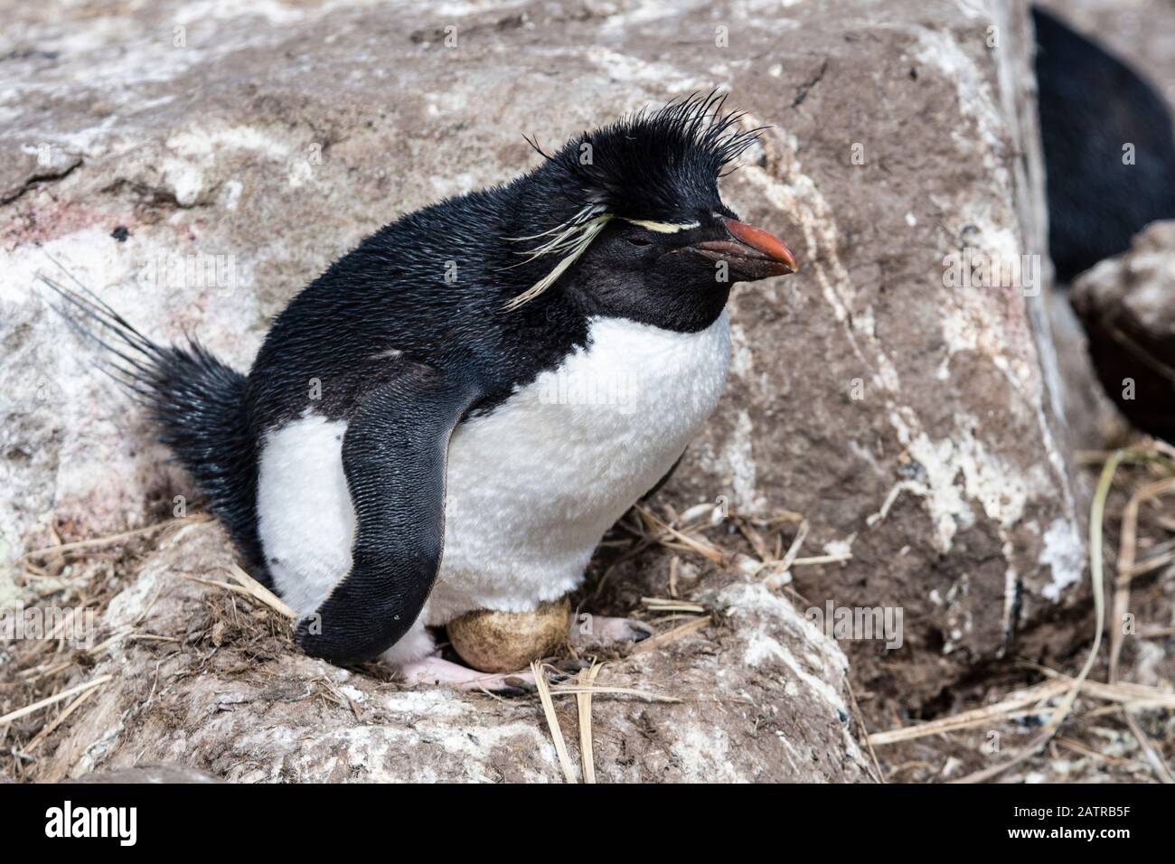Südliches Rockhopper Penguin, Eudyptes (Chrysocome) Chrysocome, sitzend auf einem Ei im Gelege auf West Point Island, Falkland Islands, South Atlantic Ocean Stockfoto