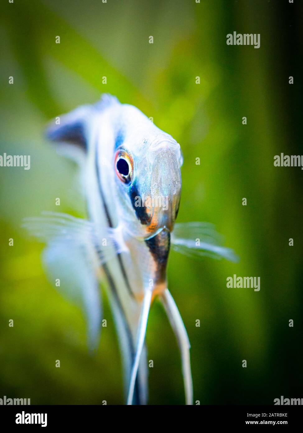 Porträt eines Zebraangels in Panzerfischen mit verschwommenem Hintergrund (Pterophyllum schuppig) Stockfoto