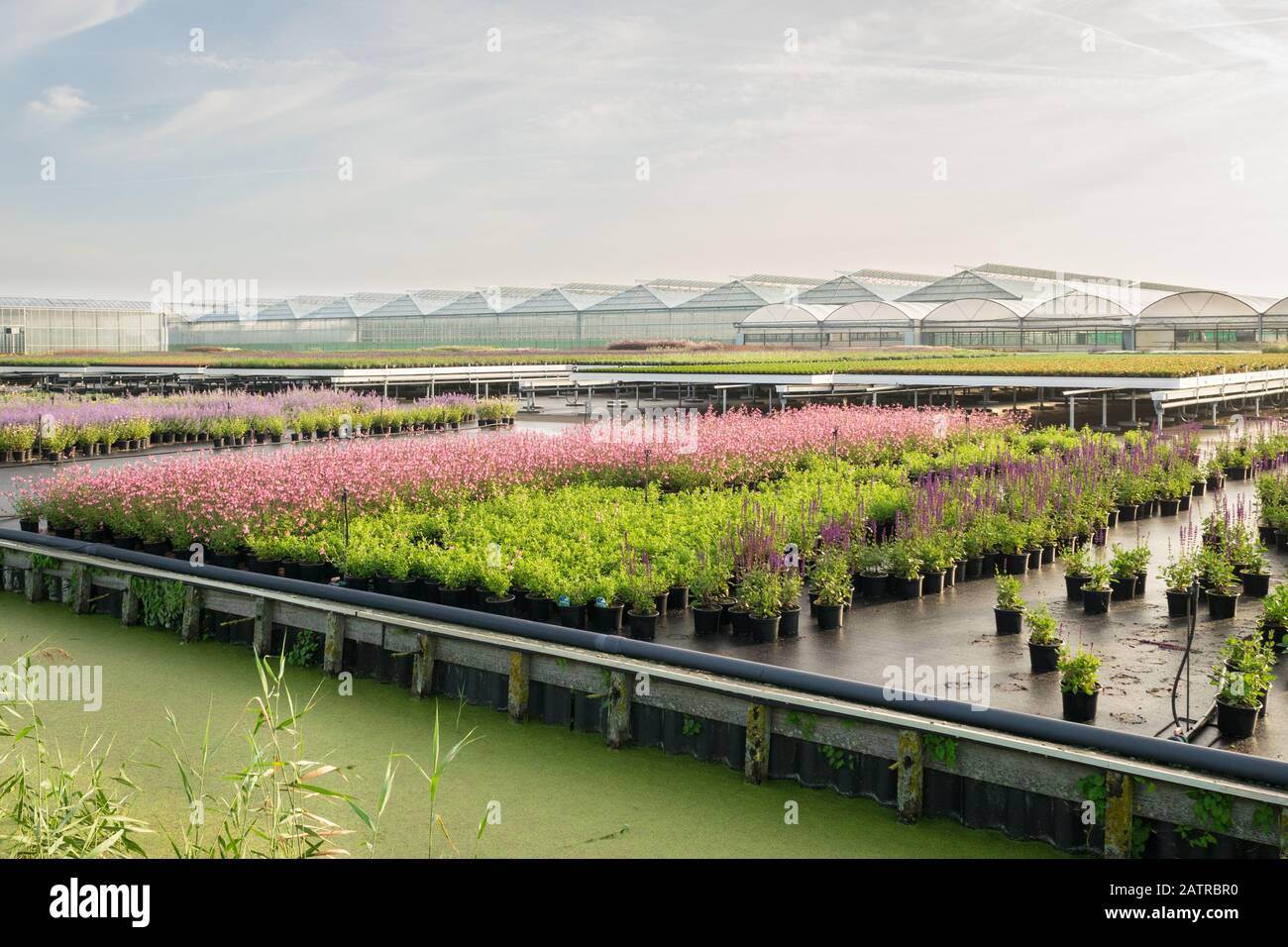 Blumen- und Baumschule mit Gewächshaus in Boskoop, Niederlande Stockfoto