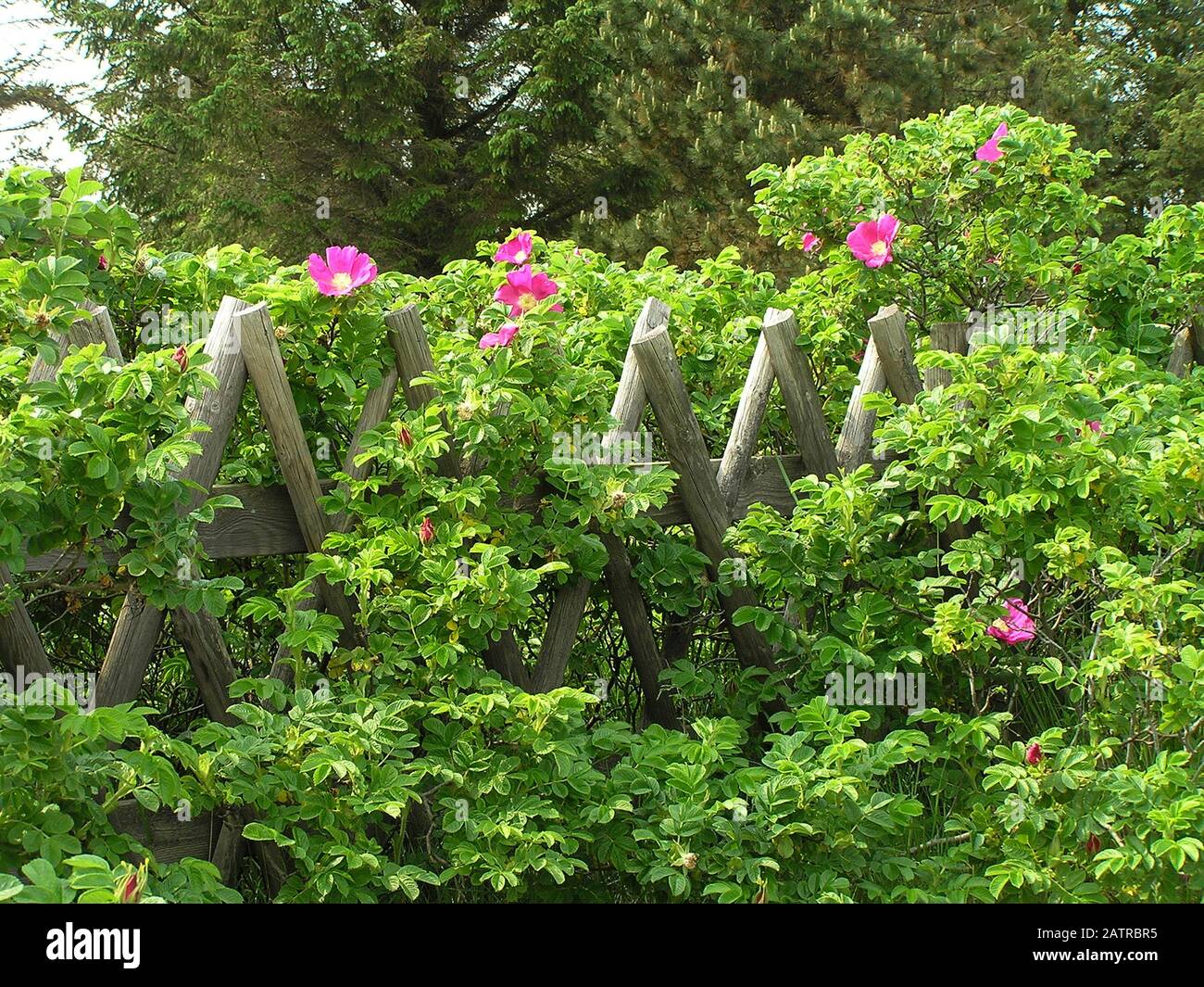 Rosensträucher am Zaun Stockfoto