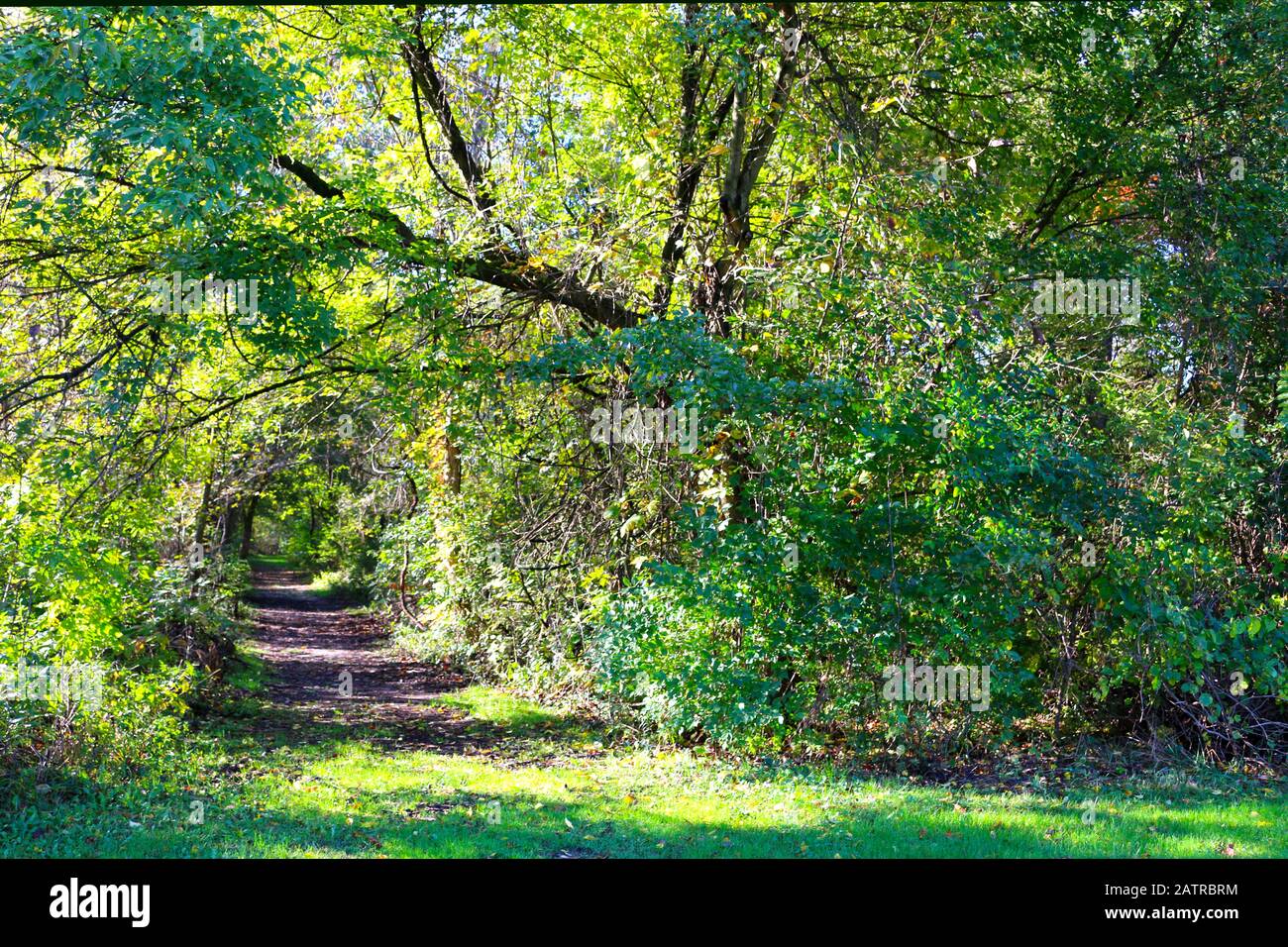 Ein belaubter Weg entfernt bewaldeten Wald Stockfoto