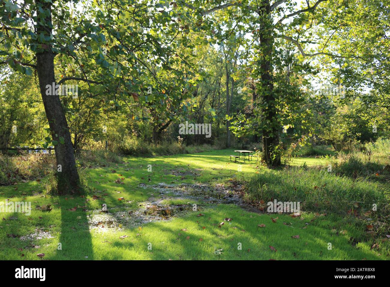 Ein sonniger Herbstmorgen in einer Waldglade Stockfoto