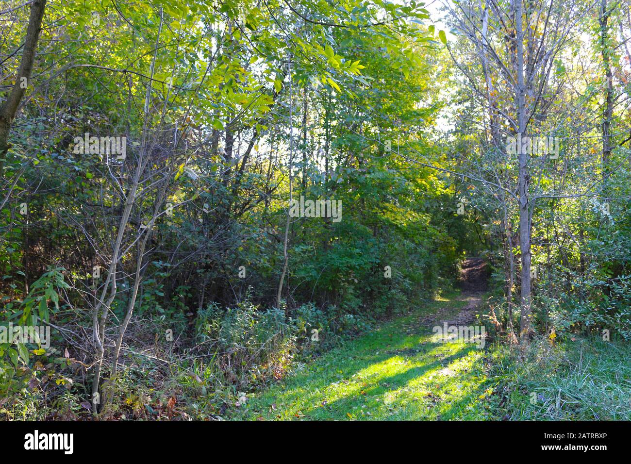 Ein sonniger Waldwanderweg Stockfoto