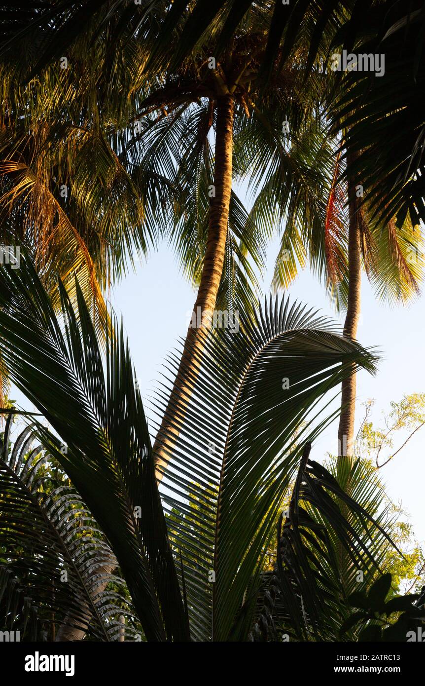 Palmen abstrakt, Palmwedel und Palmblätter, als abstrakter natürlicher Hintergrund, die Malediven Asien, Stockfoto