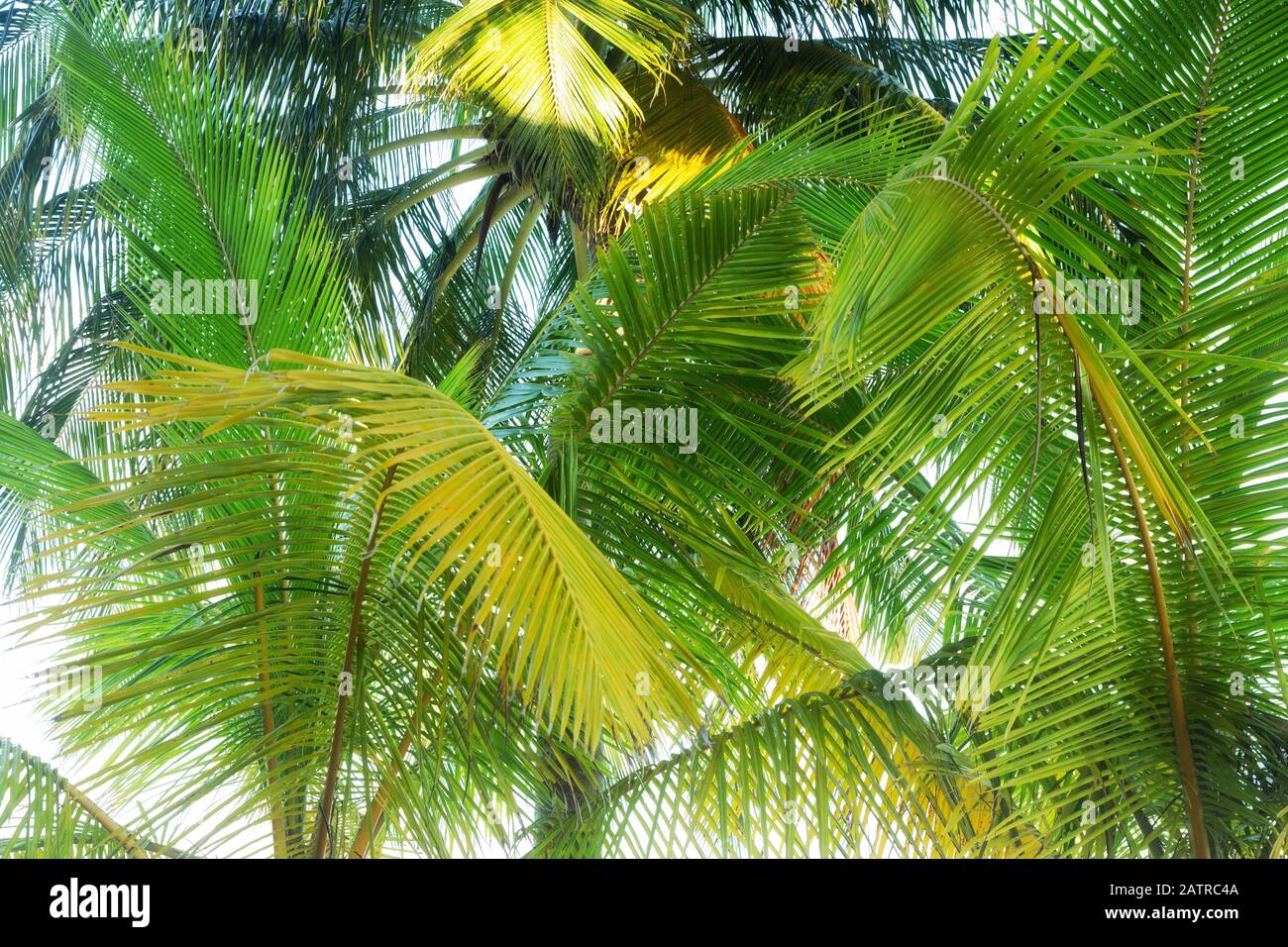 Palmen abstrakt, Palmwedel und Palmblätter, als abstrakter natürlicher Hintergrund, die Malediven Asien, Stockfoto