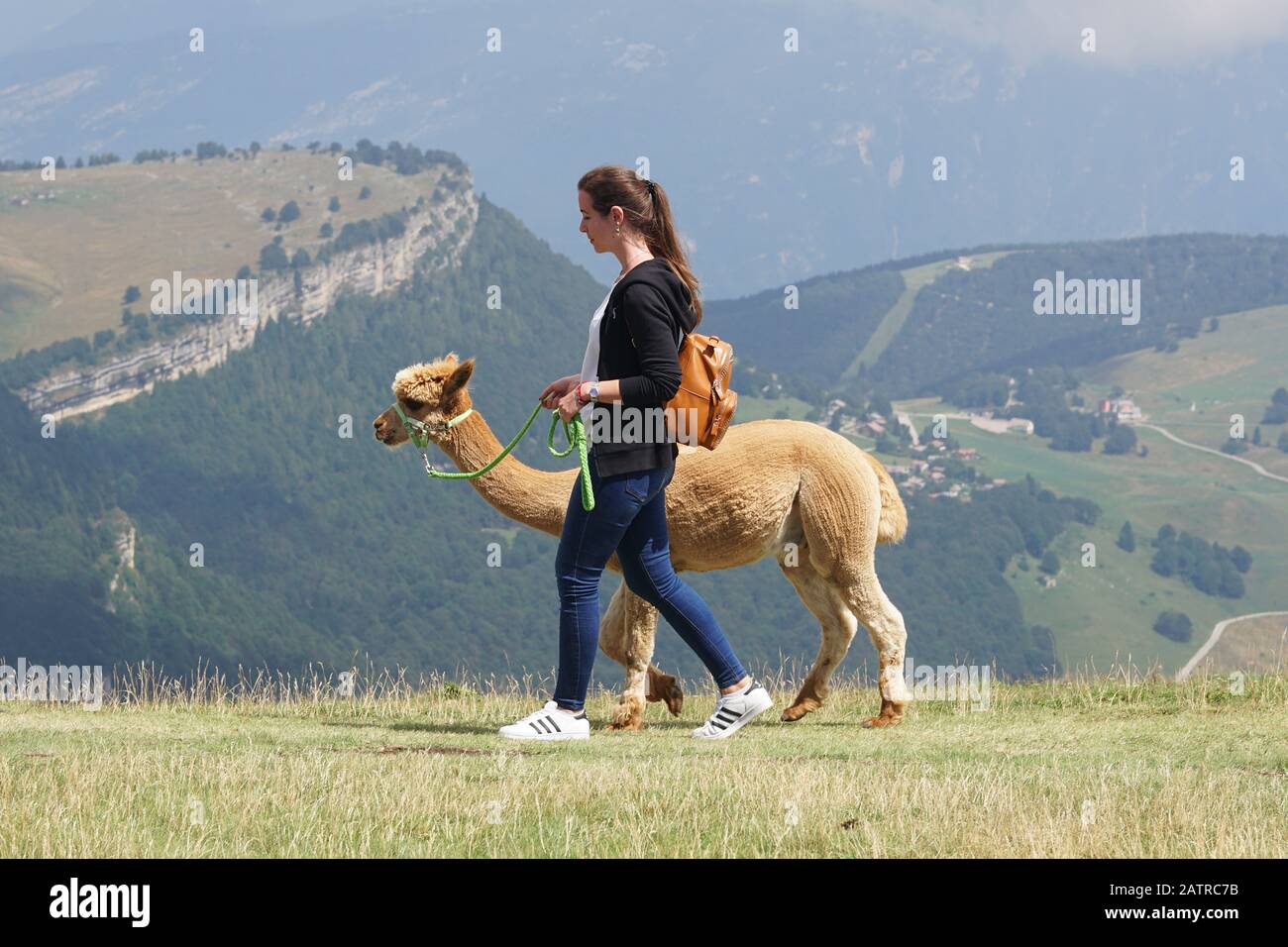 Nehmen Sie Alpacas zu Fuß Stockfoto